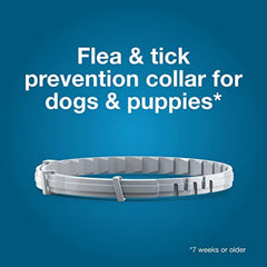 Seresto collar on a dog in light rain demonstrates water resistance.