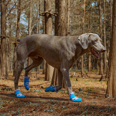 SGSPET dog shoes advanced elastic upper provides secure, flexible outdoor wear