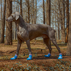 SGSPET dog shoes blue side view showing secure adjustable strap for a snug fit