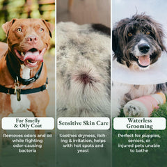 ShelterBaby antifungal action on dog fur suggests relief from itching and irritated skin.