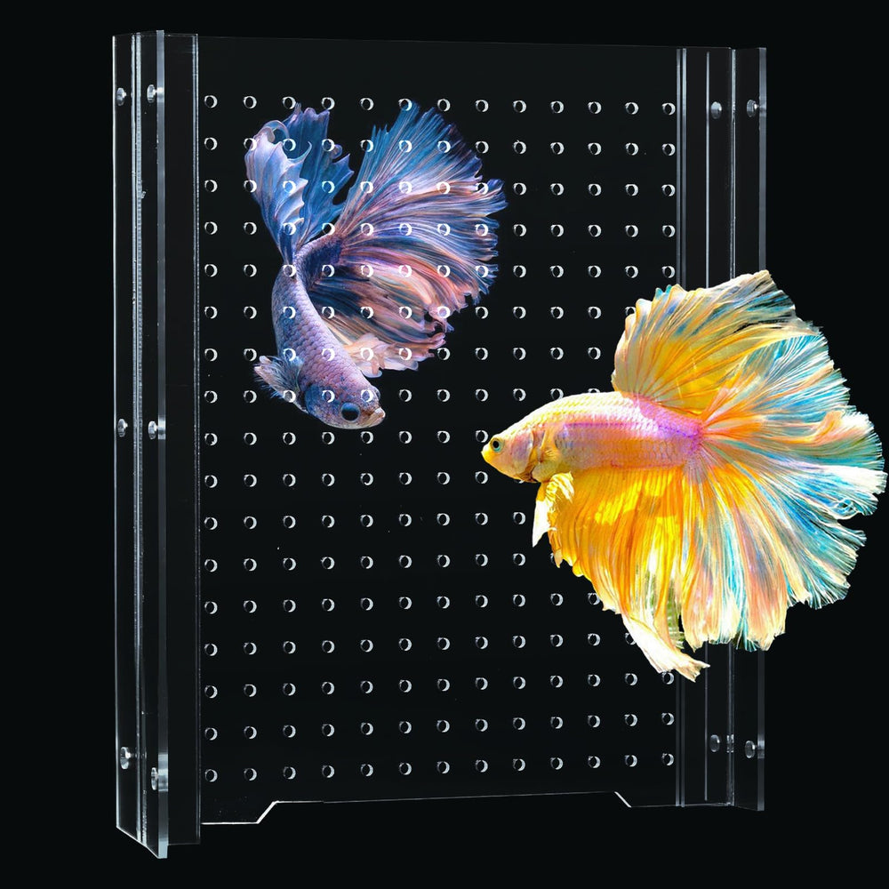 SIKGFPN acrylic fish tank divider in 15-gallon setup helps safer tank zoning.