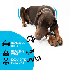 Sitka Farms collagen-stick dog chewing demonstrates engagement and joint-support benefits.
