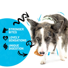 Sitka Farms dog chews in use illustrate training rewards and safe chewing.