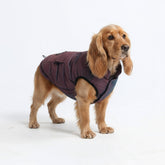 Spark Paws Cosmic Winter Jacket front view shows sleek tech-wear style and warmth for cold walks.