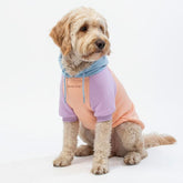 Spark Paws dog hoodie closeup highlights butter-stretch fabric for flexible movement and cozy warmth