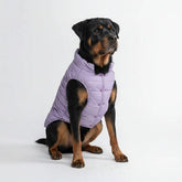 Spark Paws dog winter jacket lilac front view highlights cozy warmth for cold walks.