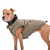 Spark Paws Winter Jacket olive front view showing water-resistant outer layer for snow days