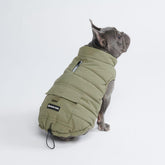 Spark Paws dog winter jacket olive XL front view showing warmth and water resistance.