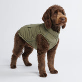 Spark Paws Olive XXL front view with water-resistant outer shell for cold walks
