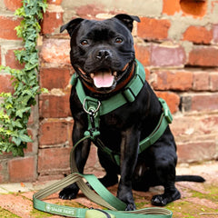 Spark Paws heavy-duty nylon stitching harness designed for strength during rugged adventures