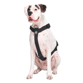 Spark Paws No Pull Harness front clip enhances control on walks for large dogs.
