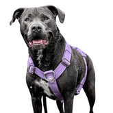 Spark Paws No Pull harness on a large dog, front clip for secure, controlled walks.