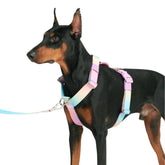 Spark Paws No Pull Harness side view demonstrates secure control during daily walks