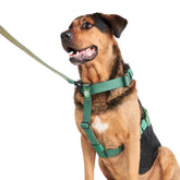 Spark Paws No Pull Harness Solid Green front clip for secure controlled walks