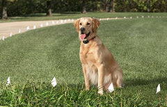 Sparky Pet Co weatherproof nylon strap image—easy to clean after outdoor activity