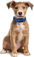 Sparky Pet Co heavy-duty US-made collar strap for long-lasting durability