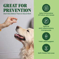 Special Breed Green Lipped Mussel chews dog enjoying play, suggesting flexible joints.