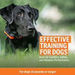 SportDOG Contain Train System wire layout shows scalable expansion for multiple pets.