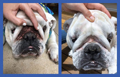 Squishface Wrinkle Wipes odor-neutralization for smelly folds.