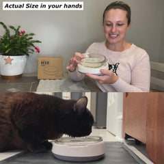 Star water bowl for cats and puppies with clear water visibility.