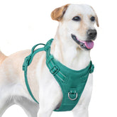 Sunraymascota No Pull Harness front D-ring close-up for guided walks