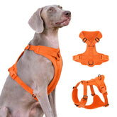Sunraymascota no-pull harness with Lycra demonstrates flexible stretch for comfortable daily walks