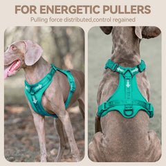 Sunraymascota No Pull Harness Three-Point Dispersion demonstrates enhanced control during pulls