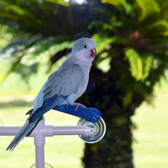 Super Bird Creations SB126 window perch in use offers natural sunlight viewing and observation.