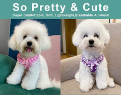 SuperBuddy no-pull no-choke design reduces neck strain during lively leash cues