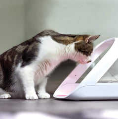 SureFlap feeder with two bowls for wet and dry portions
