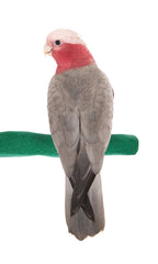 Sweet Feet and Beak comfort grip safety perch main view emphasizes durable cage attachment for birds