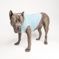 Tees & Tails It's a Boy dog tee, on-dog model, baby-blue shade for photos.