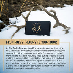 The Antler Box chews shown with a mineral-rich angle emphasizing calcium and zinc