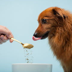The Missing Link Pet Kelp Canine Probiotic spoon dispense shows easy daily dosing for dogs