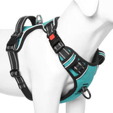 Timos dog harness turquoise back handle for safer, closer control during outdoor walks.
