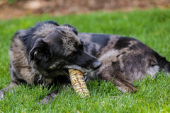 Top Dog Chews 12-inch beef trachea pack displayed for joint and dental health.