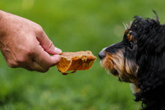 Top Dog Chews dog chew-trachea eating captures a happy, engaged canine enjoying a snack.