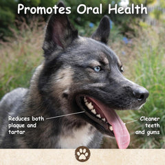 Top Dog Chews pig ear strips for large dogs shows durable, long-lasting chew.