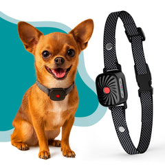 TrainTail bark collar adjustable-strap for small dogs improves comfort during walks
