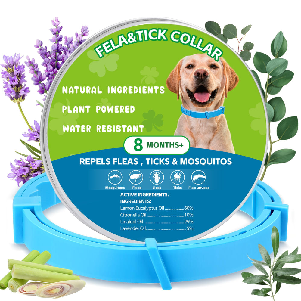 Trihood natural flea-tick collar blue-pack on dog, ready for outdoor walks with protection.