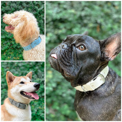 Tuff Pupper Classic dog collar on pup during hike highlights comfort