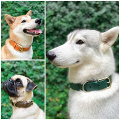 Tuff Pupper Rust-Proof Brass Hardware on a rugged outdoor collar