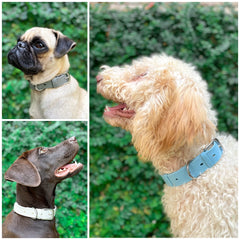 Tuff Pupper Waterproof Odor-Proof Dog Collar in rain showcases odor-free, easy-clean design