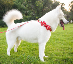 Tunkoo collar close-up highlights a sturdy metal buckle for secure daily walks.