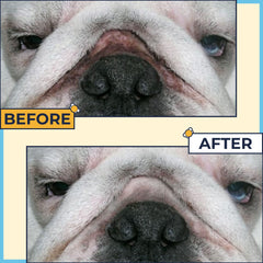 Two Pets and a Half wrinkle wipes pack 2 for French Bulldog cleaning folds.