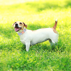 Unique Style Paws durable D-ring collar with easy leash attachment