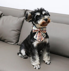 Unique Style Paws dog wearing collar during outdoor walk highlights comfort.