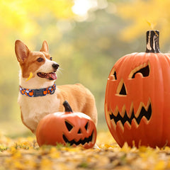 Unique Style Paws dog wearing collar on walk showcases festive style and comfort.