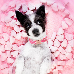 Unique Style Paws Valentine dog collar outdoors for walks and parties