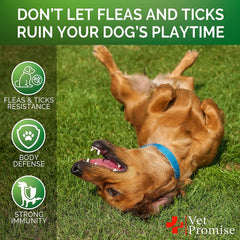 Vet Promise dog walking park shows real-life use during adventures.